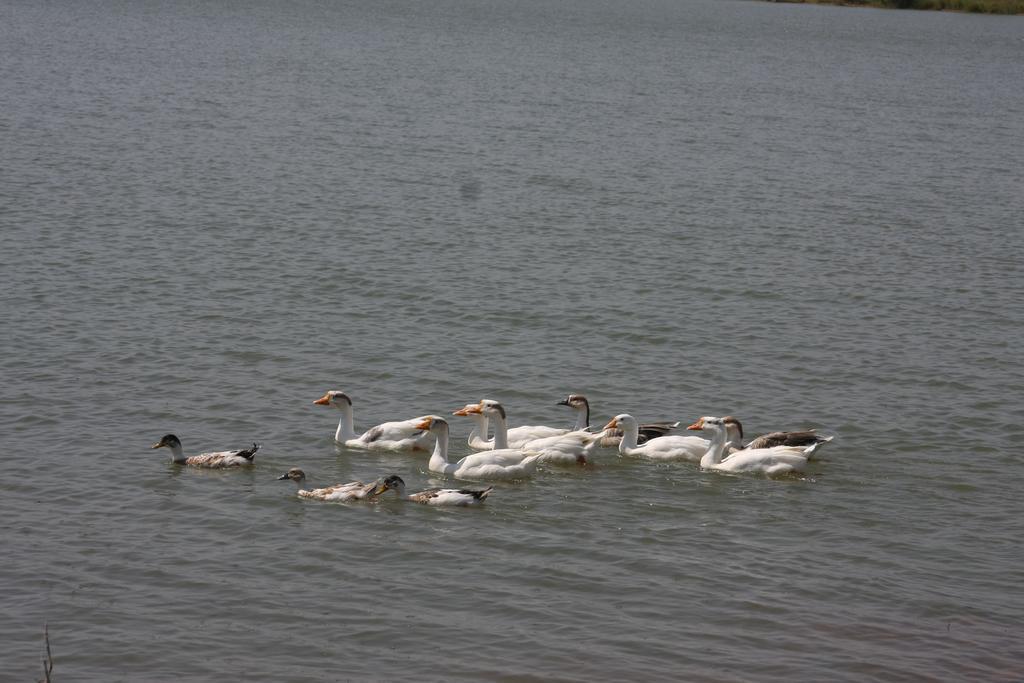 Juesta Lake Nahargarh Palace, Chittorgarh Pārsoli Extérieur photo